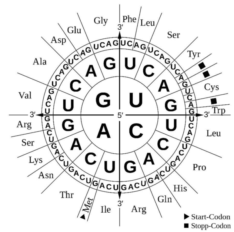 Codonrad des genetischen Codes mit Aminosäuren.